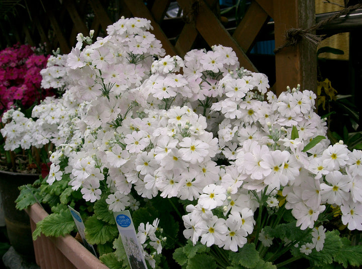 White Primula Malacoides Flower Seeds for Planting – Heirloom Non-GMO Seeds