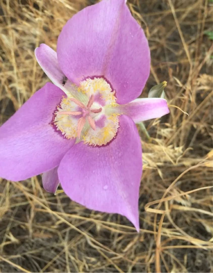 Heirloom Non Gmo Calochortus Macrocarpus Flower Sagebrush Mariposa Lily For Native Wildflower