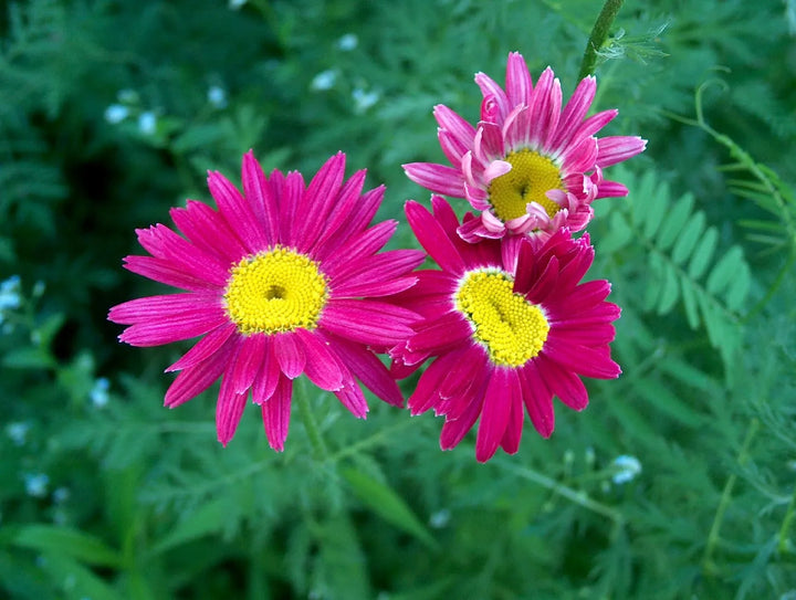 Heirloom Non-GMO Pink Pyrethrum Flower Seeds – Natural Pest-Repellent Blooms for Garden Plantin
