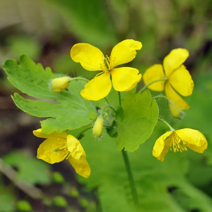 Heirloom Non-GMO Yellow Tetterwort Flower Seeds – Bright Garden Borders & Seasonal Planting