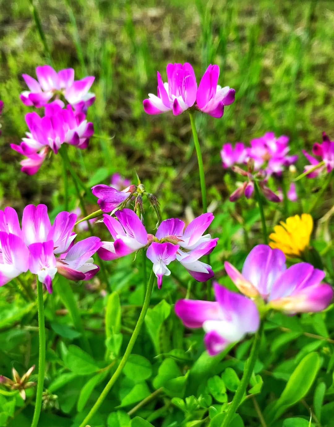 chinese milk flower seeds