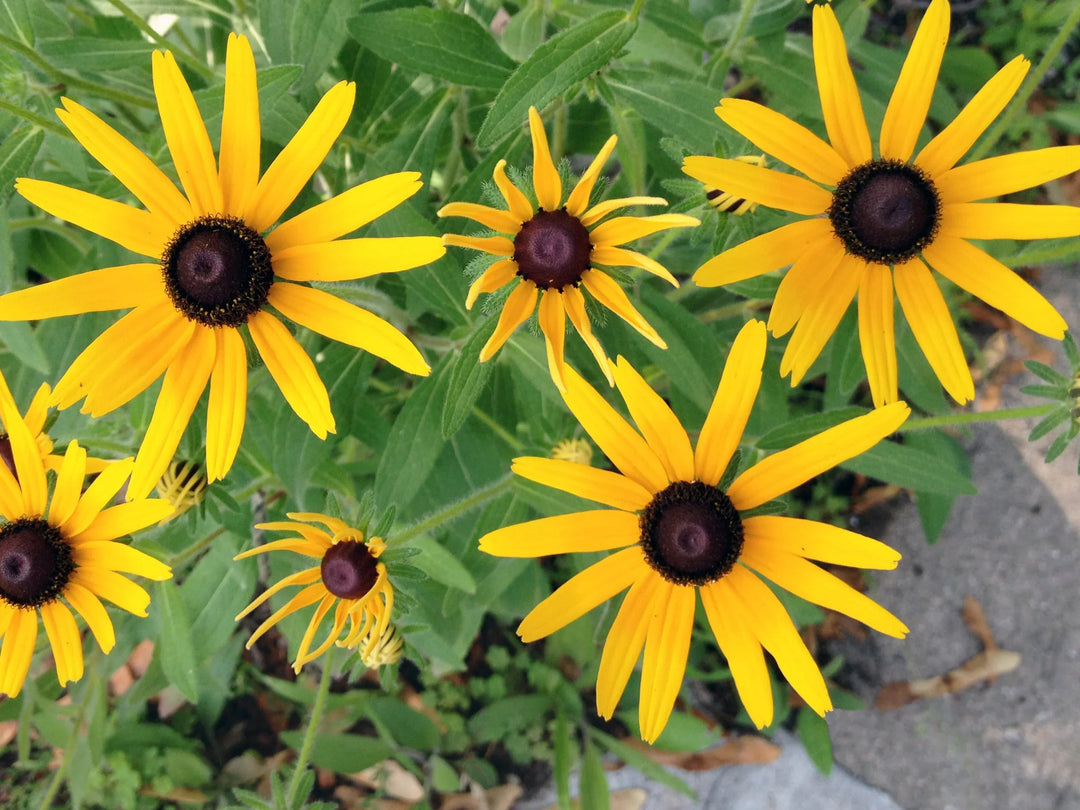 black eyed flower seeds