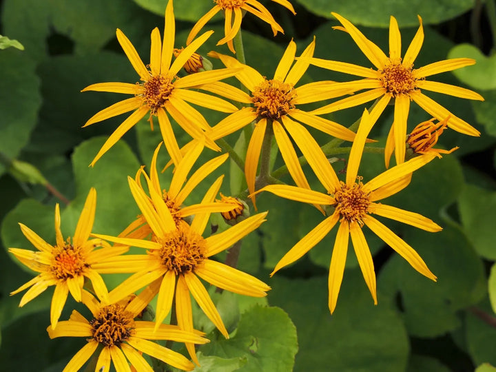 Heirloom Ligularia Dentata Flower Seeds, Non-GMO Bold Foliage and Blooms for Shaded Garden Planting