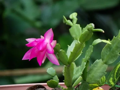 Schlumbergera Flower Seeds Light Pink for Planting, 100 pcs