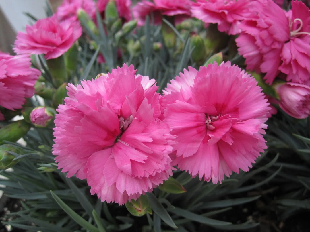 pink carnation flower seeds