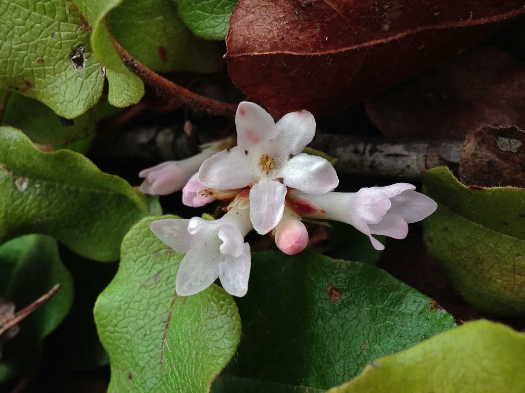 Trailing Arbutus Plant Seeds for Planting 100 pcs