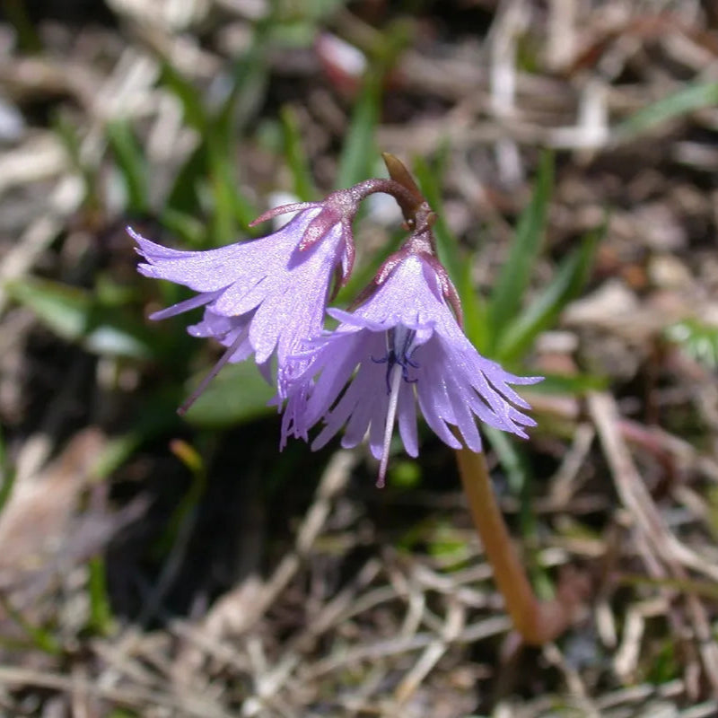 violet organic flower seeds