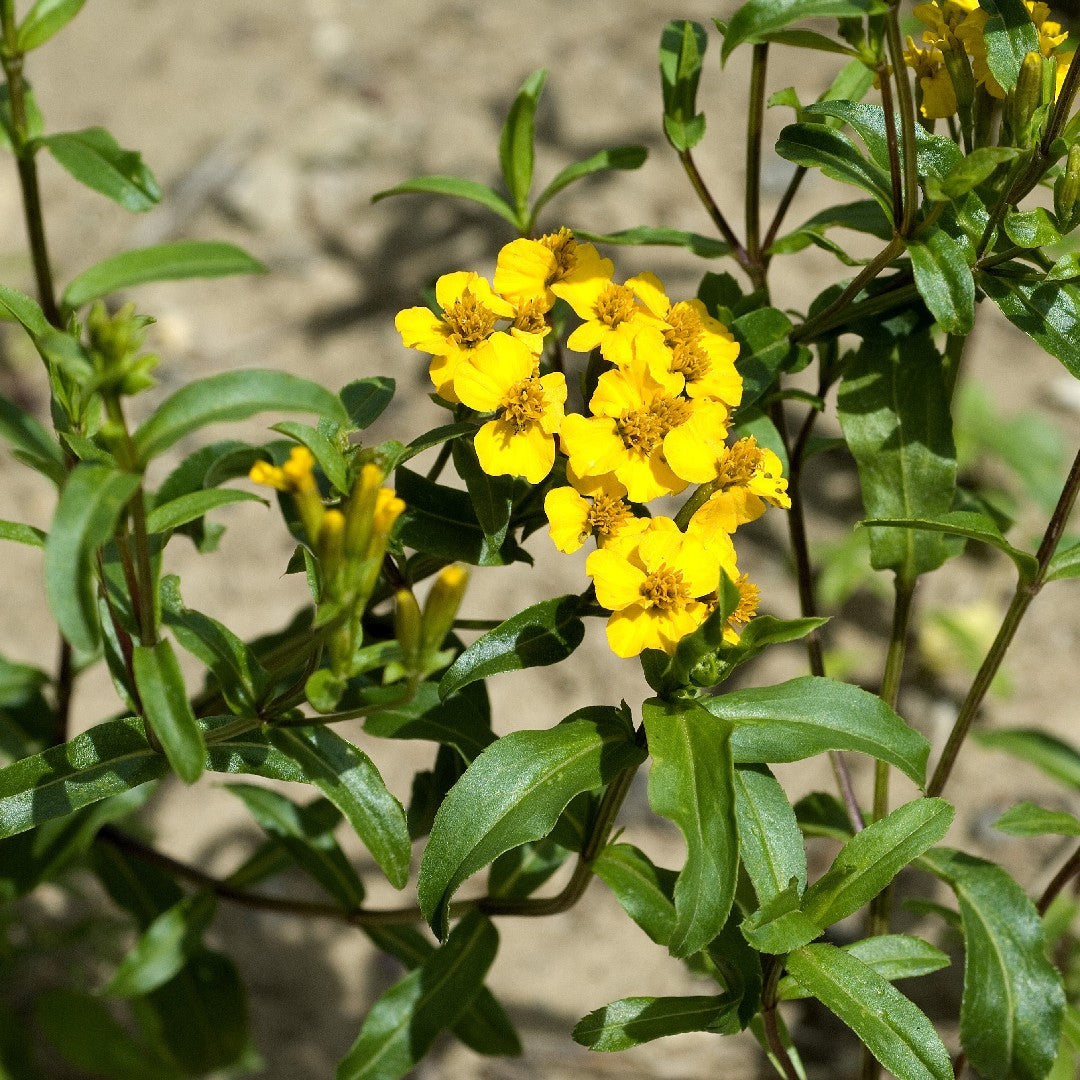 Heirloom Non-GMO Tagetes Lucida Flower Seeds for Planting – Fragrant &amp; Medicinal Organic Garden Seeds