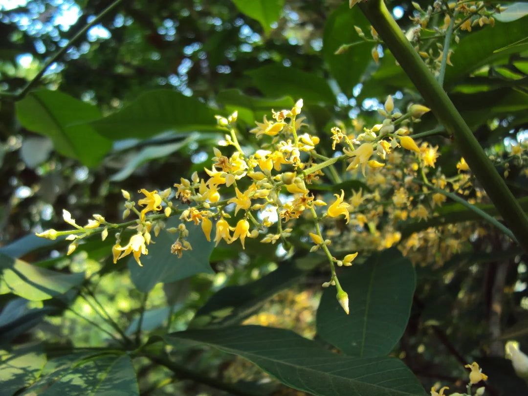 Gule Hevea Brasiliensis blomsterfrø til udplantning - 100 stk