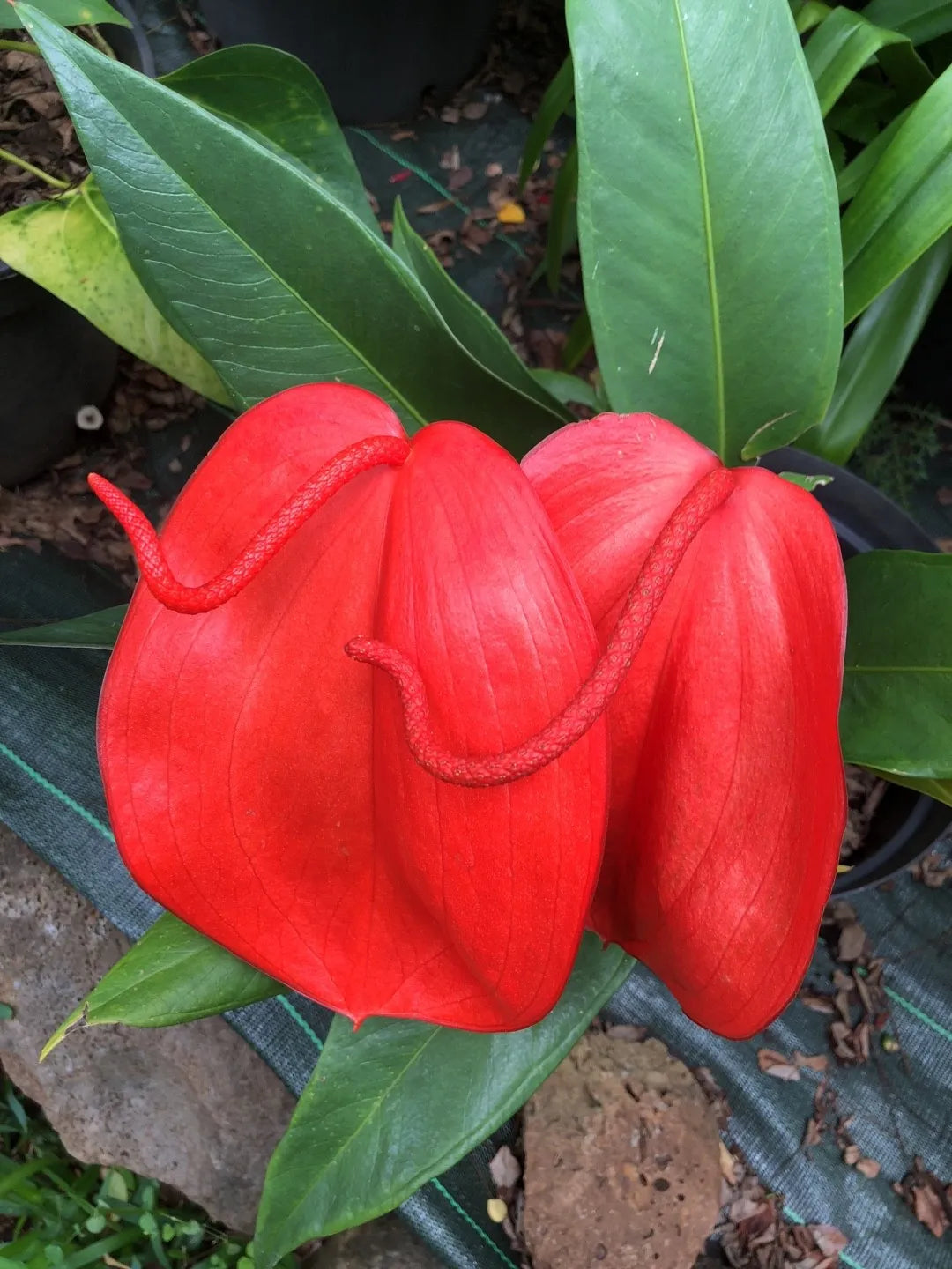 Heirloom Pigtail Anthurium Seeds – Non-GMO Tropical Flower Seeds for Planting