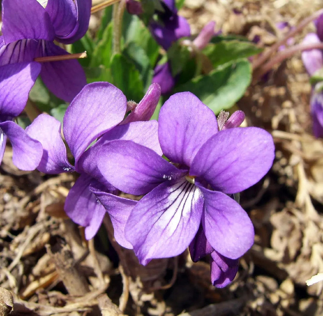 heirloom philippica flower seeds