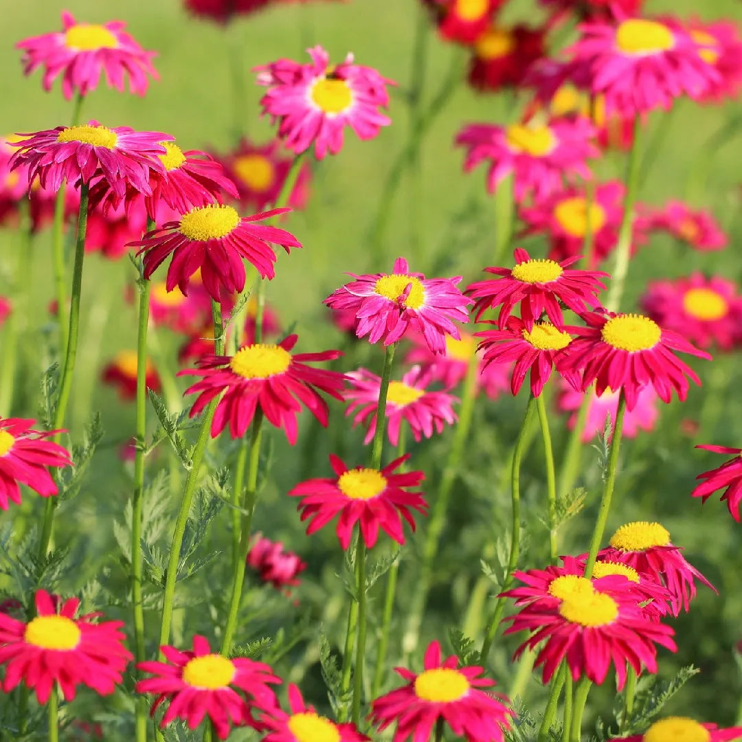 pink heirloom flower seeds