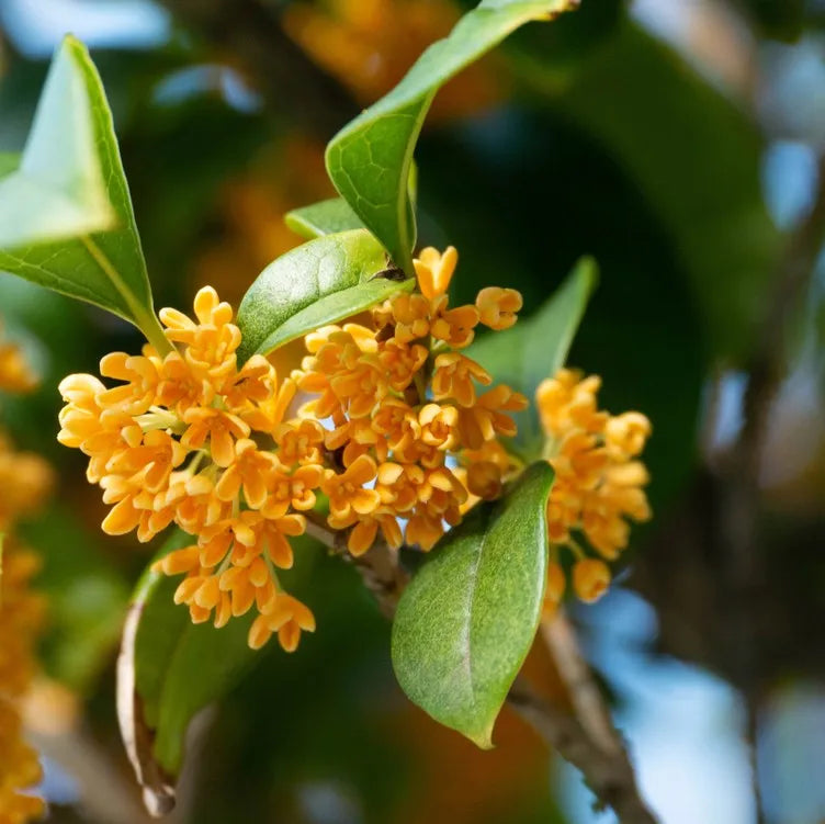 osmanthus fragrans flowering plant seeds Osmanthus Plant Seeds – Heirloom Non-GMO – Neeraseeds