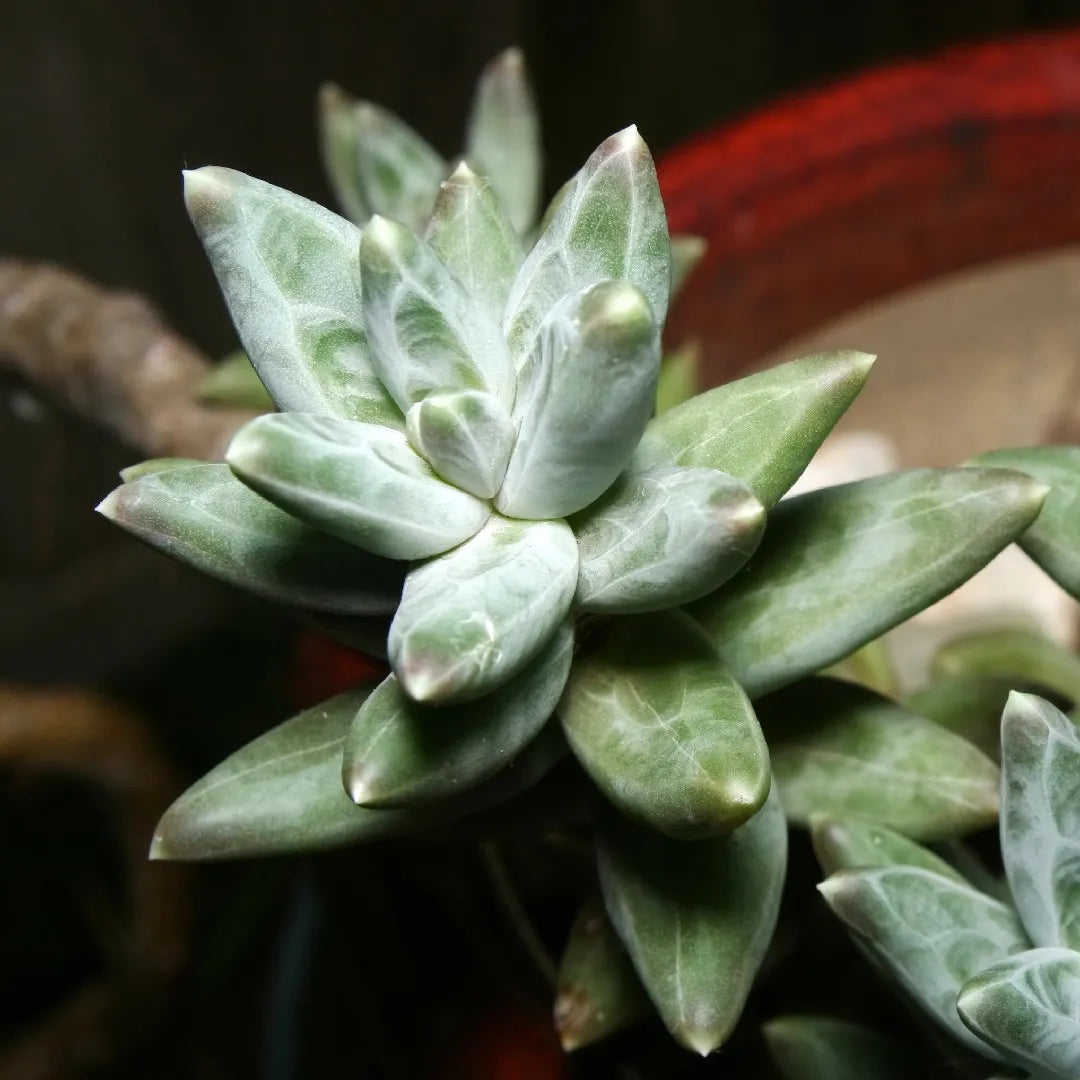 Heirloom Non-GMO Pachyphytum Flower Seeds for Planting – Succulent Blooms for Rock Gardens | High Germination