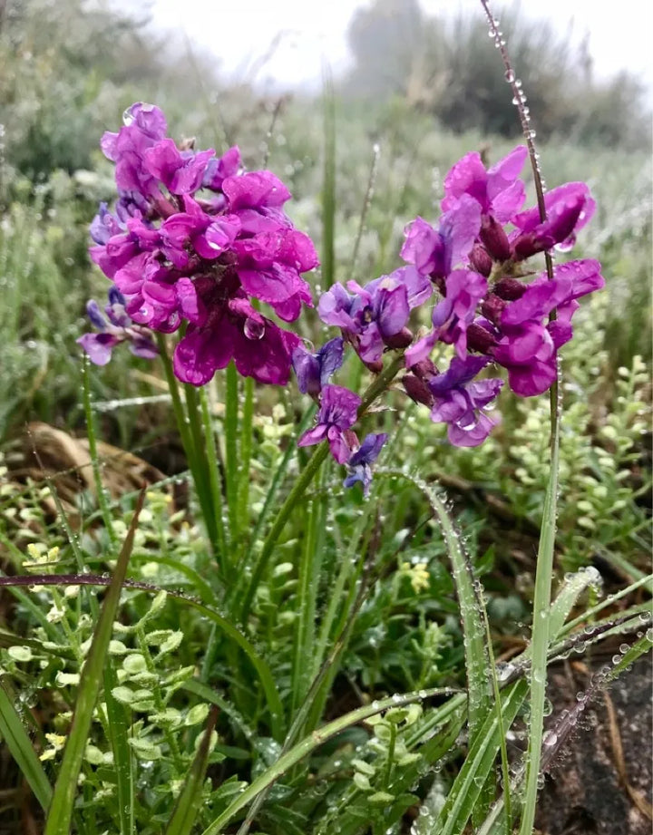 Heirloom Non-GMO Oxytropsis Lambertii Flower Seeds – Rare Wildflower Seeds for Planting, High Germination Organic Seeds