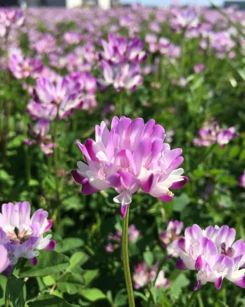 Violet Milkvetch Sinicus blomsterfrø til plantning - 100 stk