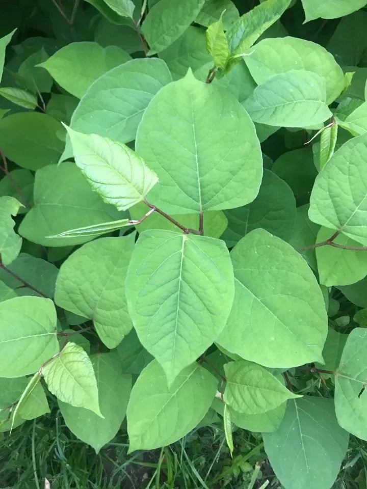 Heirloom Fallopia Multiflora Flower Seeds for Planting – Non-GMO, Organic Garden Seeds with High Germination