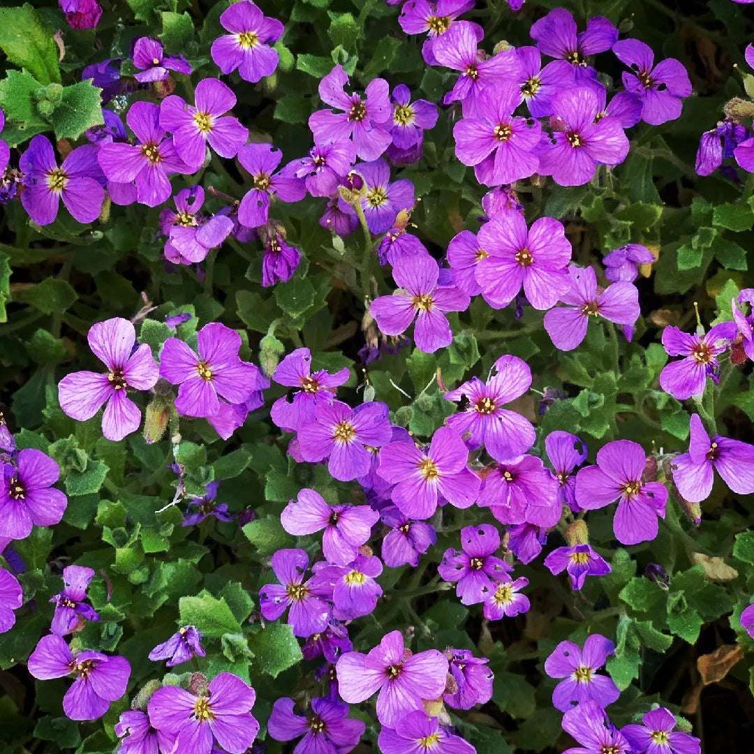 aubrieta cascade flower seeds