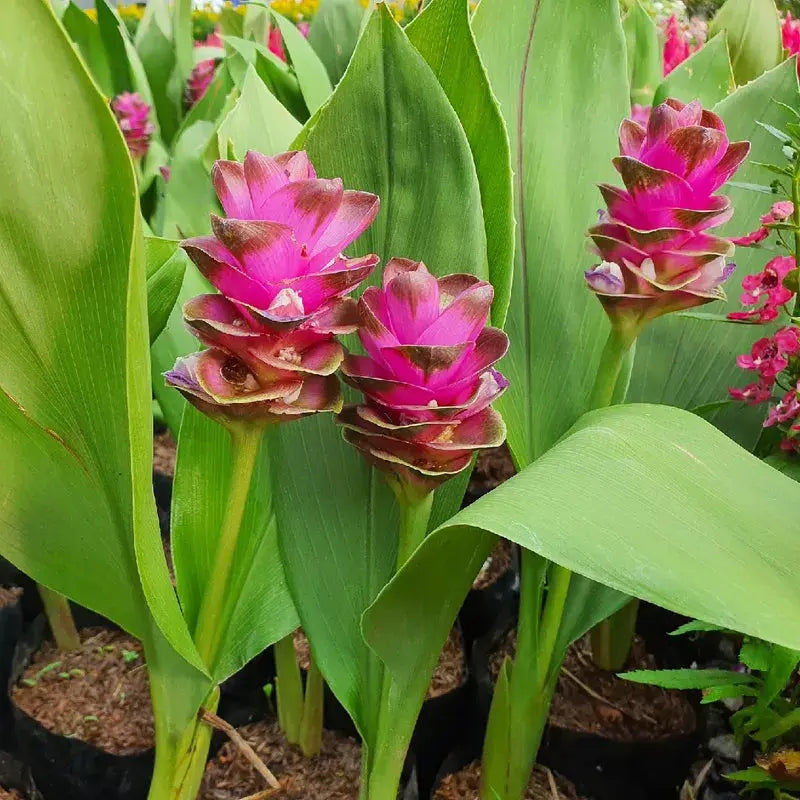 siam tulip flower seeds