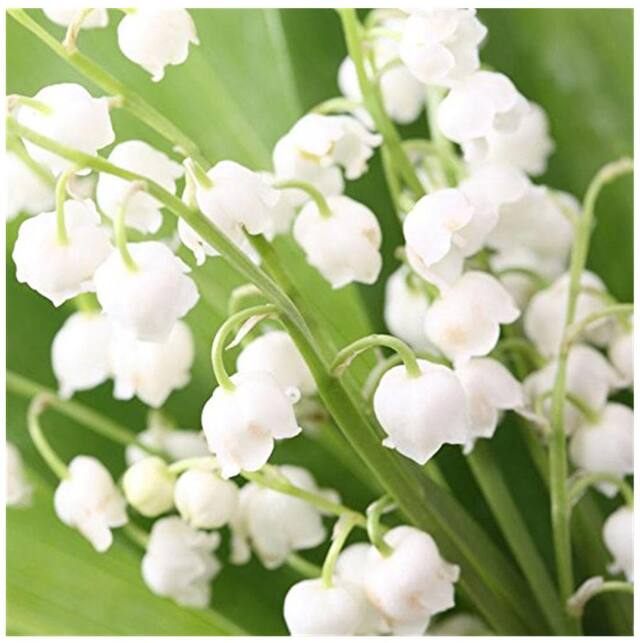 Bell Orchid Flower Seeds for Planting – 100 pcs