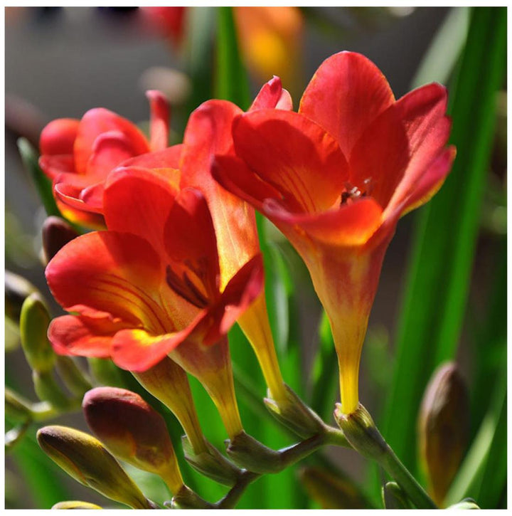 Fresh Freesia Flower Seeds for Planting, Red 100 pcs