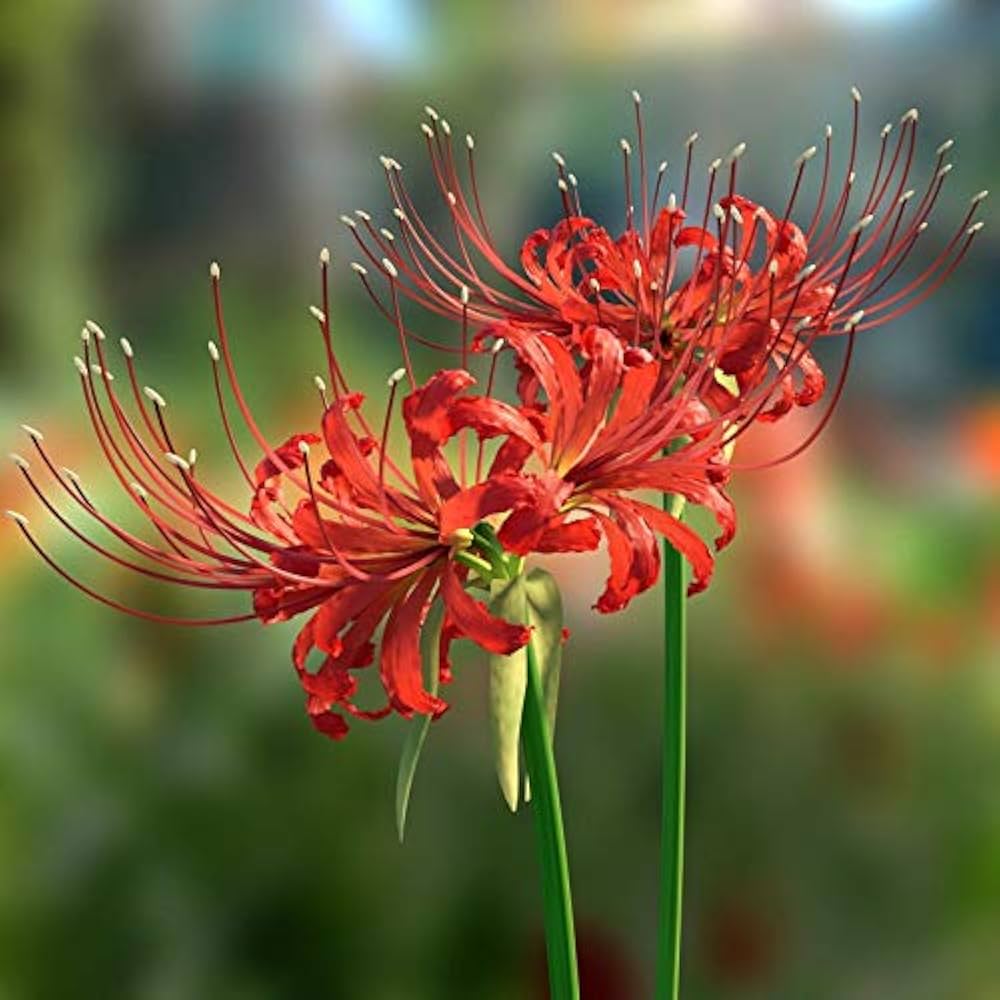 radiata lycoris flower seeds