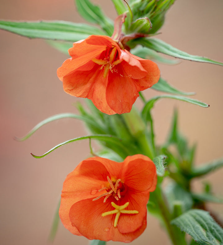 Orange Evening Primrose Seeds for Planting – Organic Heirloom Non-GMO Flower Seeds, High Germination Fragrant Blooms