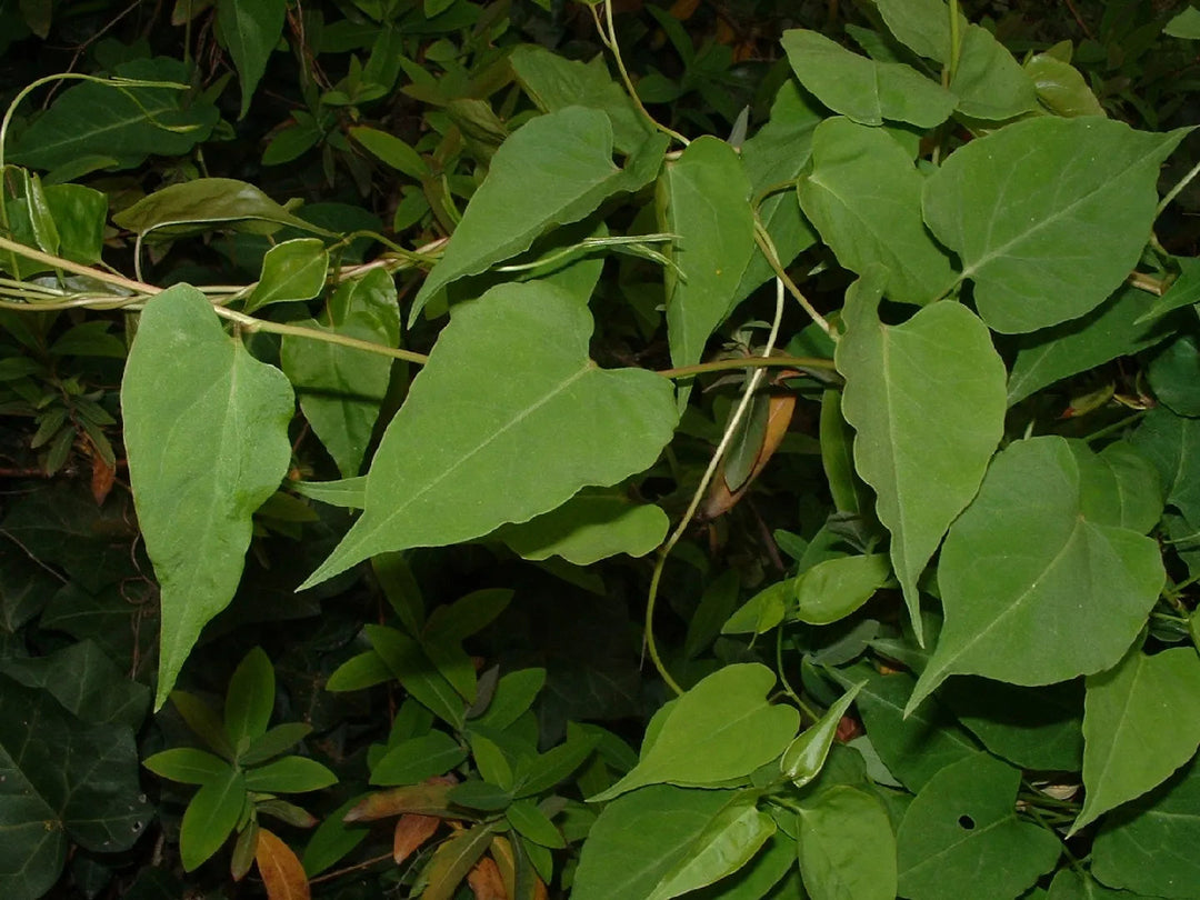 heirloom fallopia flower seeds
