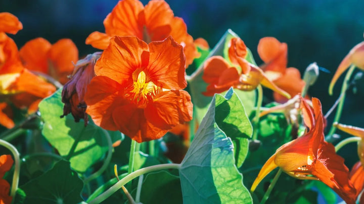 Dark Orange Nasturtium Flower Seeds for Planting – Heirloom, Non-GMO, High Germination Organic Garden Seeds