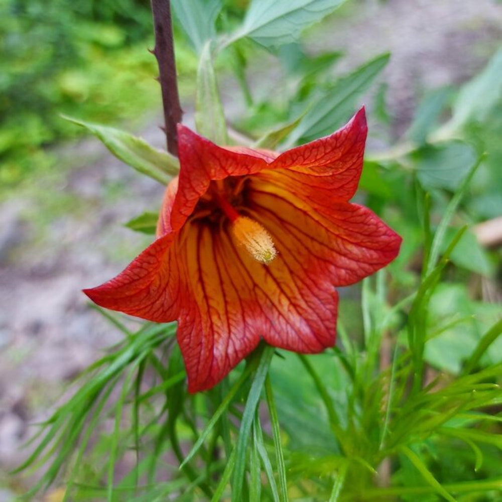canarina flower flower seeds