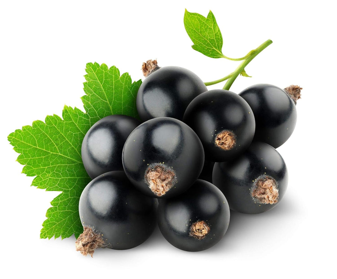 grosellanegraseeds
grosellanegra
edibleberries