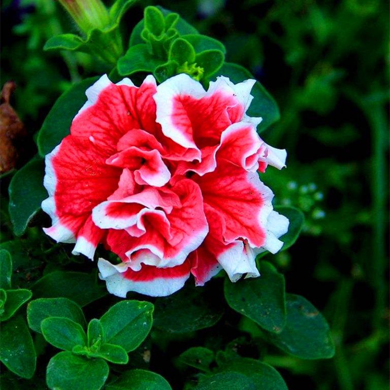 Fresh Petunia Flower Seeds for Planting, Red White 100 pcs