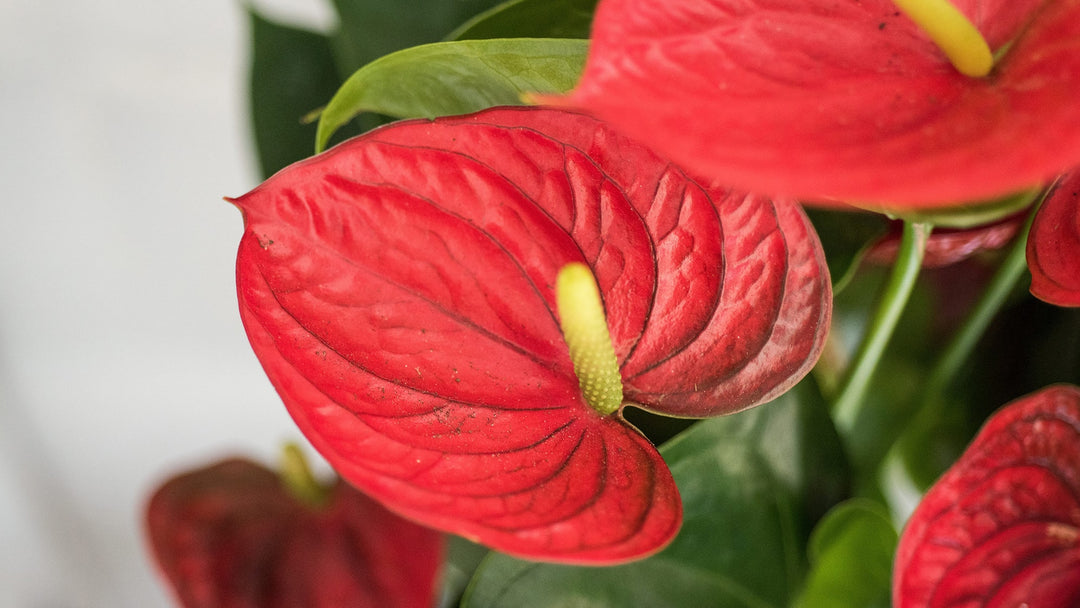 Anthurium Blomsterfrø til Plantning Rød 100 stk