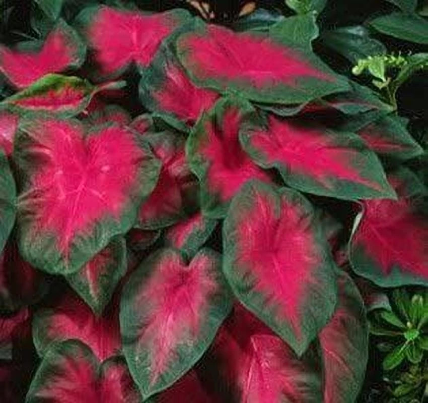 Caladium Bicolor Pale Red Flower Seeds for Planting 100 pcs