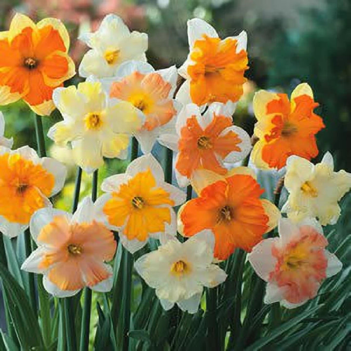 Daffodil White Orange Flower Seeds for Planting 100 pcs