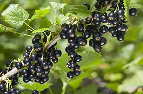 Grosella Negra (Black Currant) Fruit Seeds – Organic &amp; High Germination