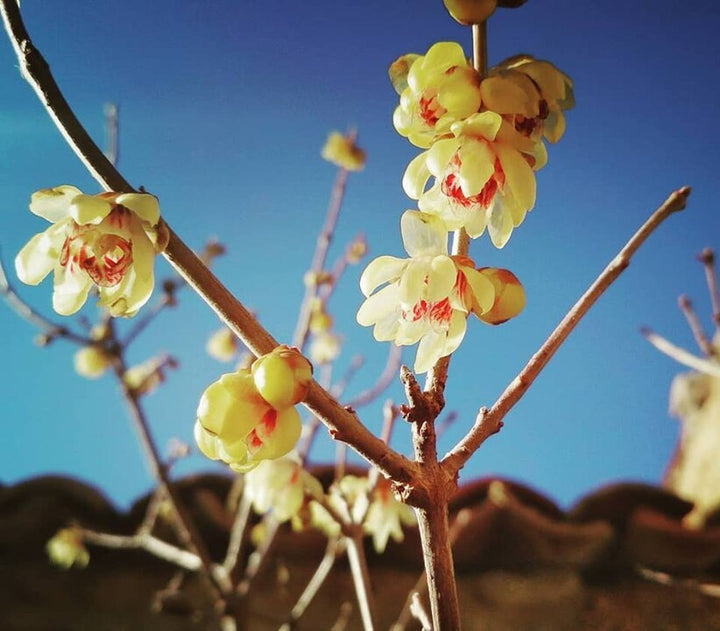 Wintersweet Flower Seeds for Planting - 100 pcs