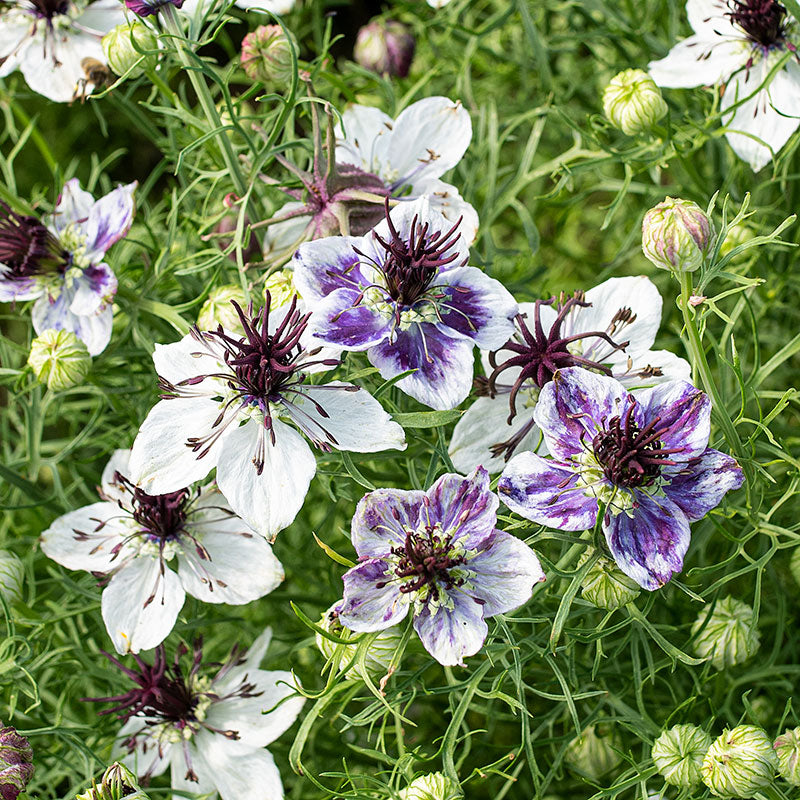 blue blue flower seeds