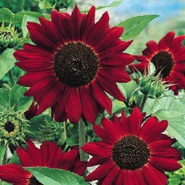 Velvet Queen Sunflower Flower Seeds for Planting Heirloom Non-GMO