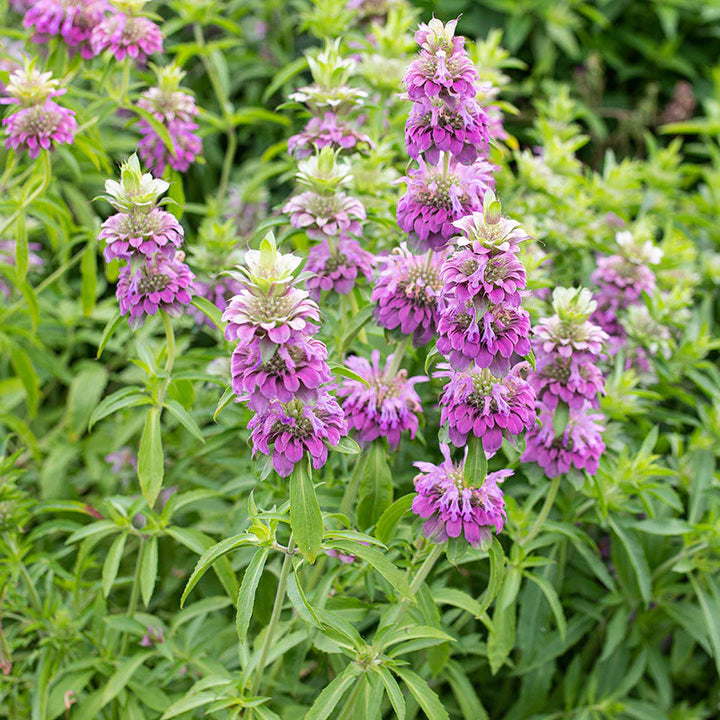Bee Balm - Lemon Bergamot Monarda citriodora Flower Seeds for Planting - NON GMO Seeds