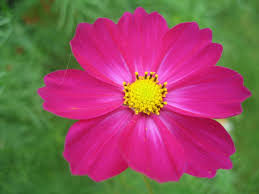 cosmos bipinnatus flower seeds