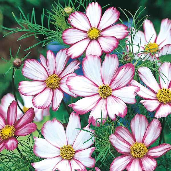 Candy Stripe Cosmos Flower Seeds for Planting – Heirloom, Non-GMO Seeds, High Germination, Vibrant Blooms