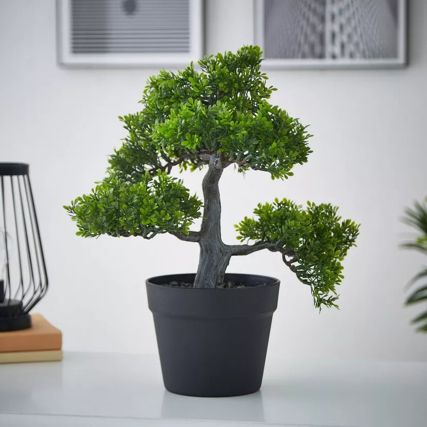 Bonsai Aglaia Odorata Flower Seeds for Planting 100 pcs