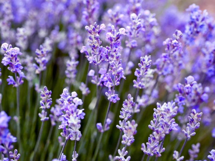 Provence lavendel blomsterfrø til plantning