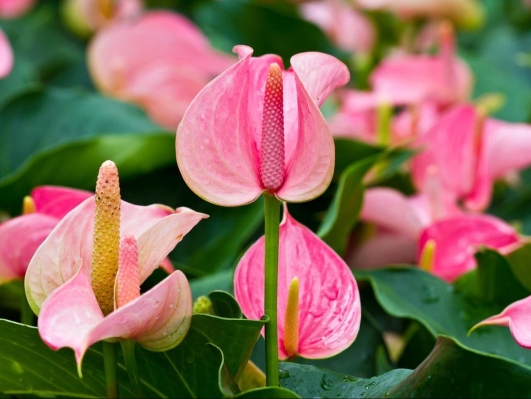 Anthurium lyserøde blomsterfrø til plantning - 100 stk