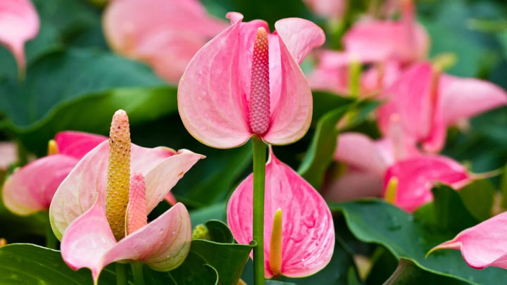 Anthurium lyserøde blomsterfrø til plantning 100 stk