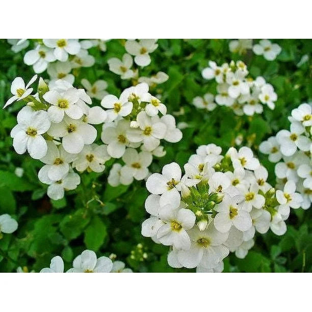 Hvide Aubrieta Rock Cascade Blomsterfrø - 100 stk