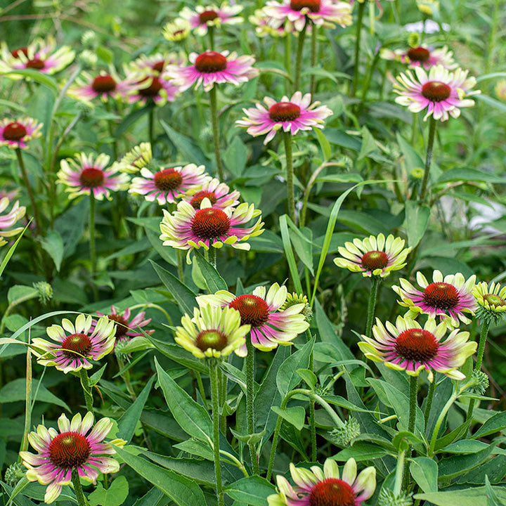 Green Coneflower Seeds for Planting - 100 pcs