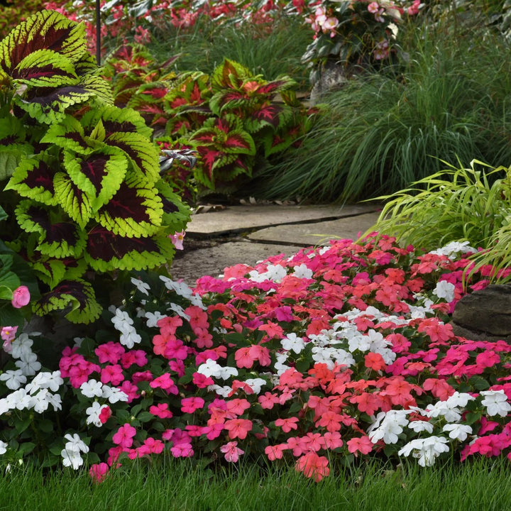 Heirloom Impatiens Seeds – Non-GMO Flower Seeds for Planting | High Germination Organic Garden Blooms