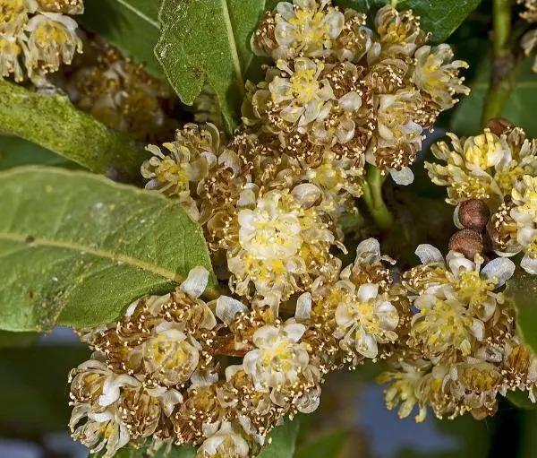 laurus nobilis flower seeds